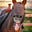 Horse #1936384639463847's avatar