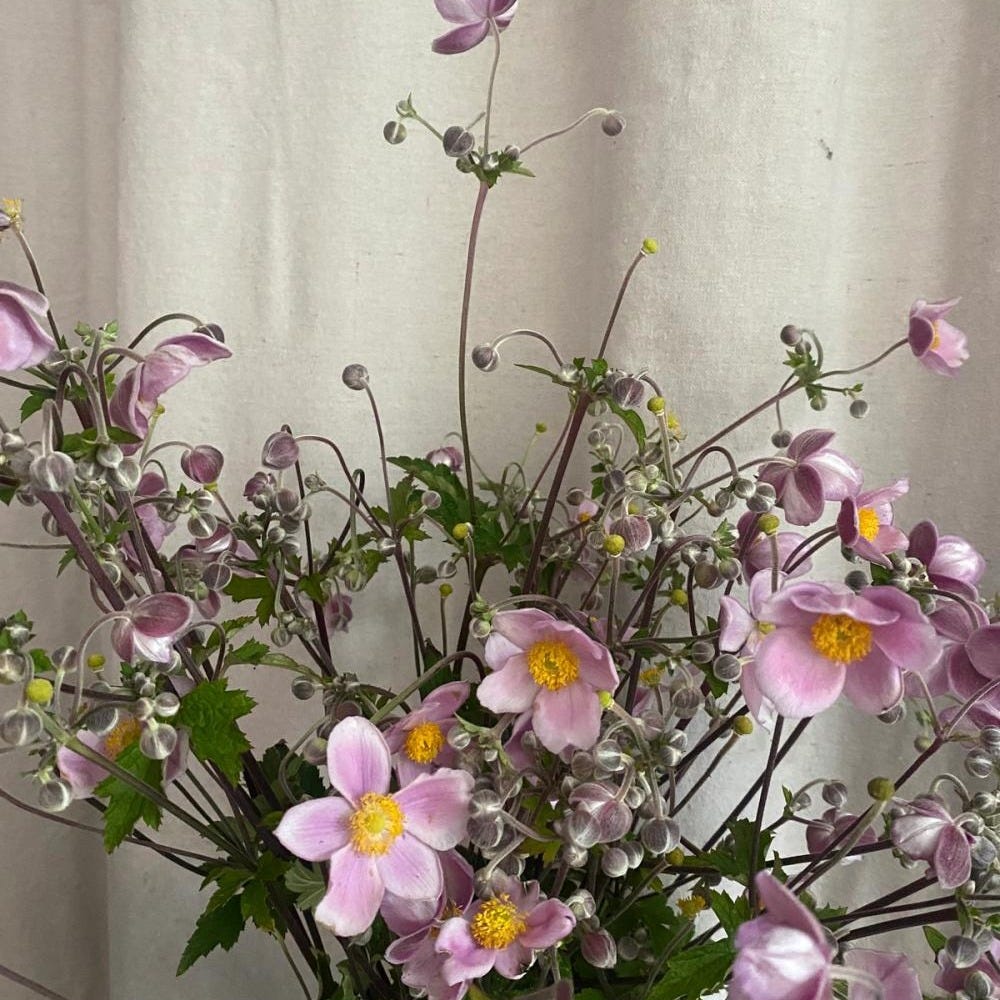 Fox Fodder Flowers | 'September Charm' Japanese Anemone Bunch