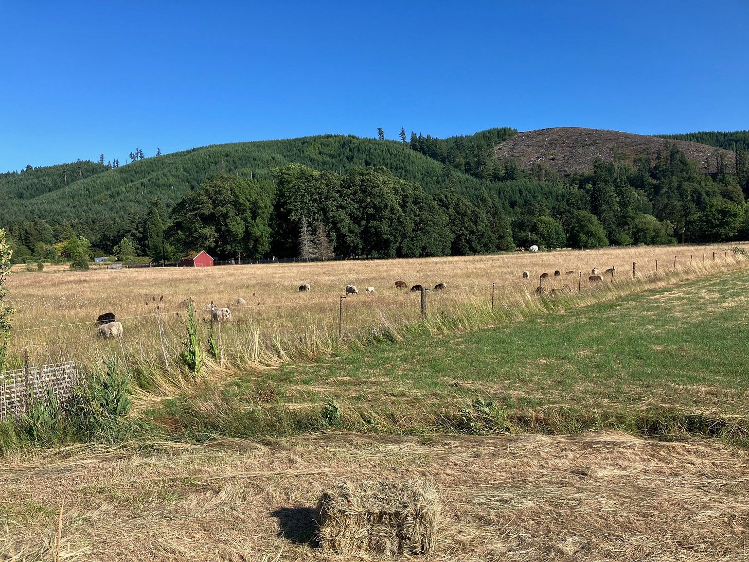 regenerative field notes sheep grazing regenerative field notes sheep grazing