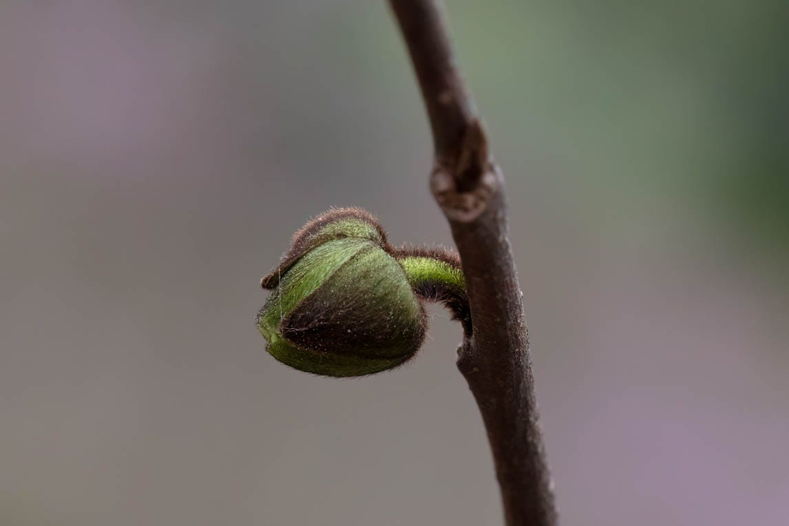 Pawpaw bud, as described in more detail in the text - bright green with dark reddish brown fuzz. In the background is soft focus bright purple and green from the redbud tree several yards beyond the pawpaw.