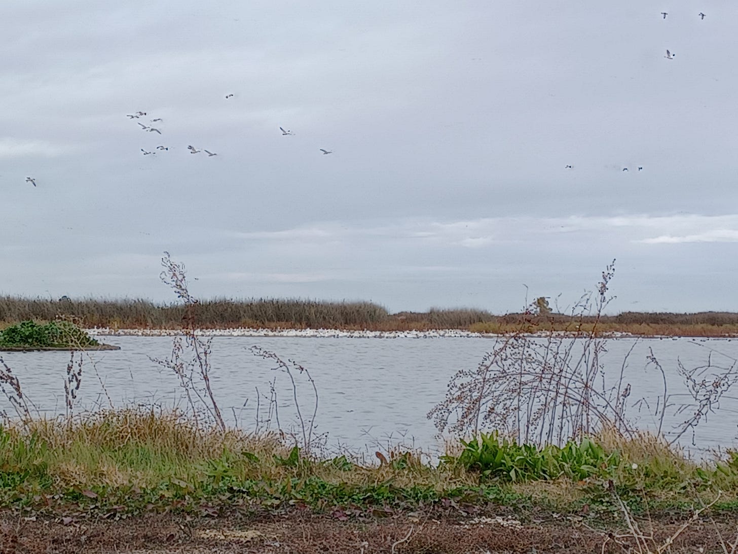 a layer of white birds sit on a pond at a nature preserve a layer of white birds sit on a pond at a nature preserve