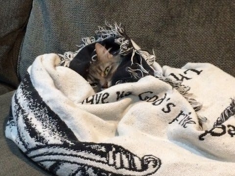 Kali Papoose Cats Like Warm Things Kali Papoose Cats Like Warm Things