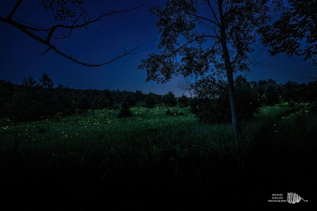 Fireflies on a warm night Fireflies on a warm night