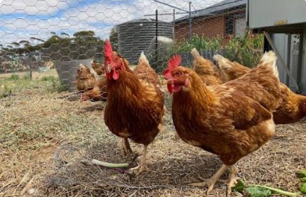 Sentinel Chickens Test Positive for West Nile Virus in Manatee County