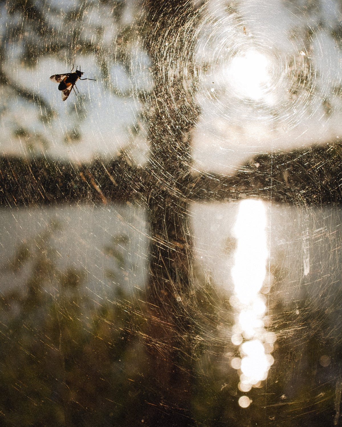 a fly in the sauna window summer cottage