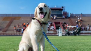 White dog, background is a stadium