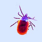 Pfizer Reboots Lyme Vaccine Linked to Lyme-Disease-Like Autoimmune Arthritis and Class Action Lawsuits