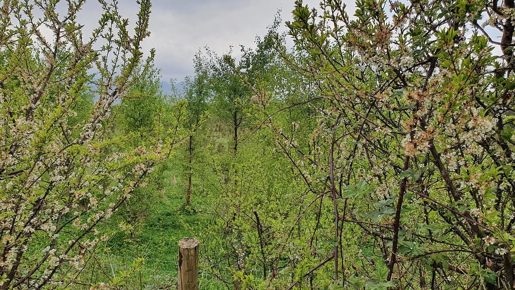 Wild plum flowers