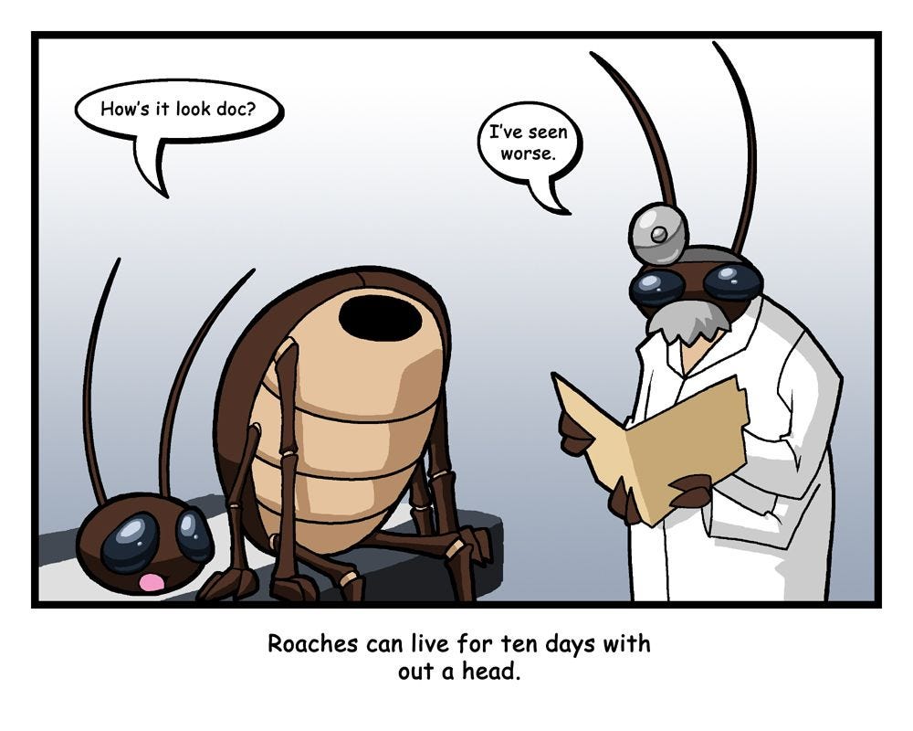 Did you know a cockroach can live for 10 days without its head?! | Bug ...