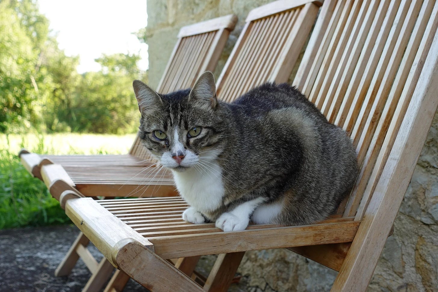  What a beautiful cat Moumou is! Starring into my soul with these sharp eyes… 