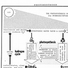 Photosynthesis