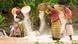 A group of African women sieving cereals A group of African women sieving cereals