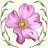 Willow Rose Botanicals