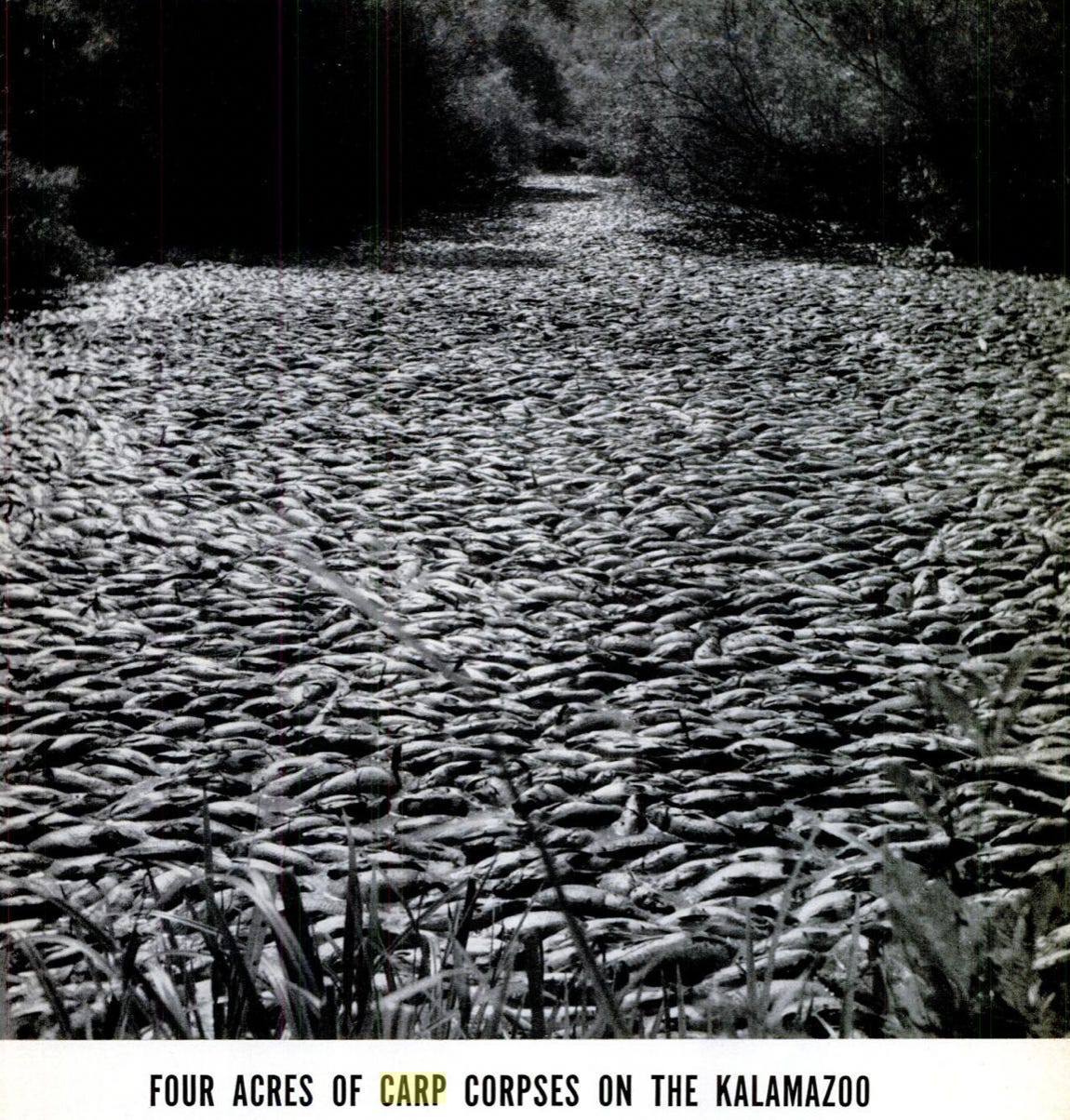 A river with fish
AI-generated content may be incorrect. A river with fish
AI-generated content may be incorrect.