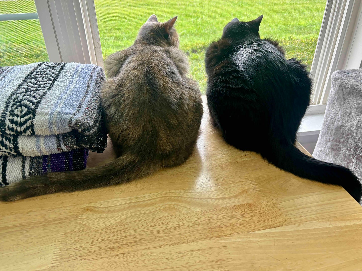 Two cats are seated, looking through a window at some shrubbery. They are viewed from behind. On the left, a dilute tortoiseshell cat’s tail rests on the table to her left; on the right, a tuxedo cat’s tail is draped to his right.