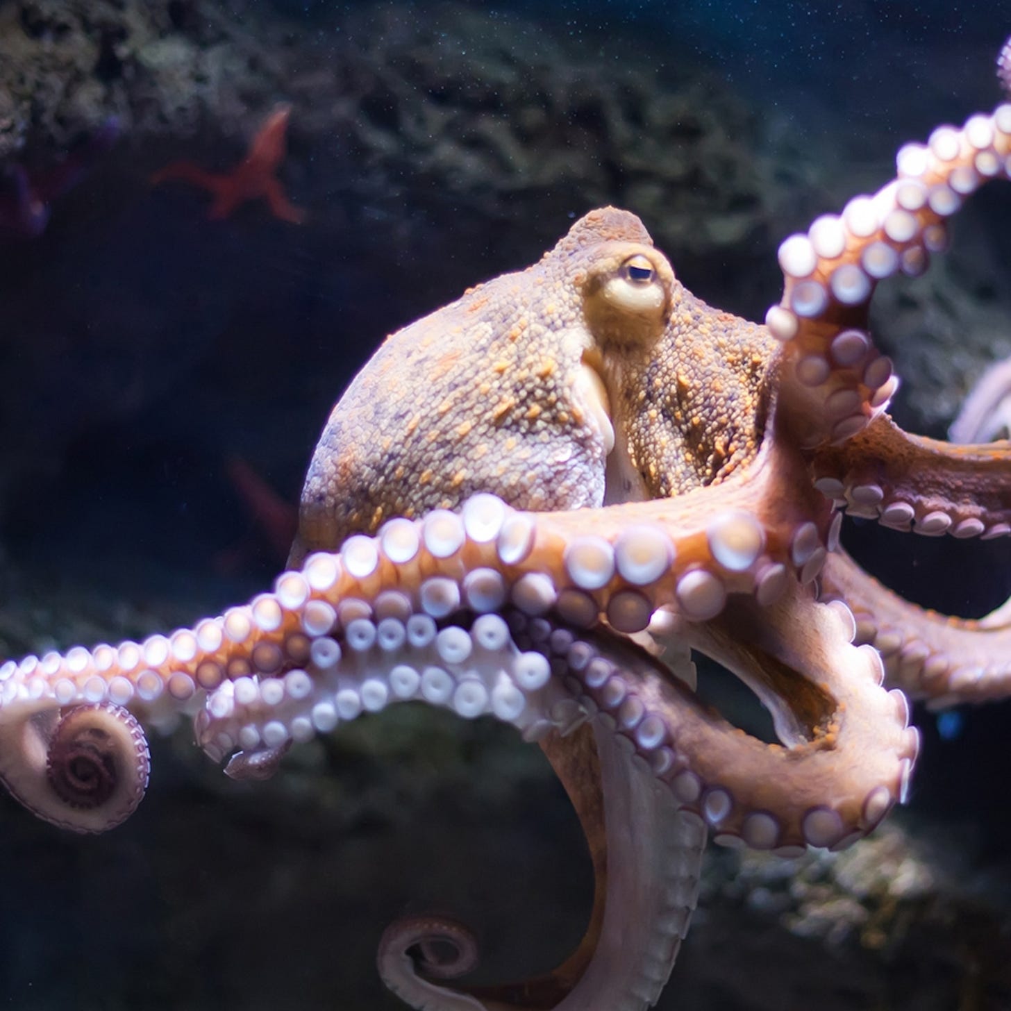 Octopus | National Geographic Kids