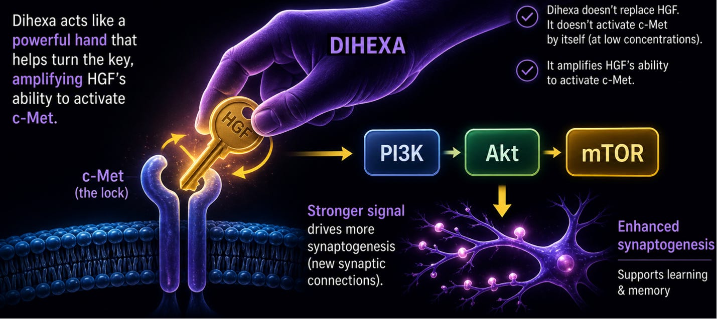 dihexa peptide cognitive enhancement mechanism benefits risks evidence 10 Million Times Stronger Than BDNF? The Truth About Peptides: Types, Applications, Benefits Glutathaione Capsule Count:30 Capsules