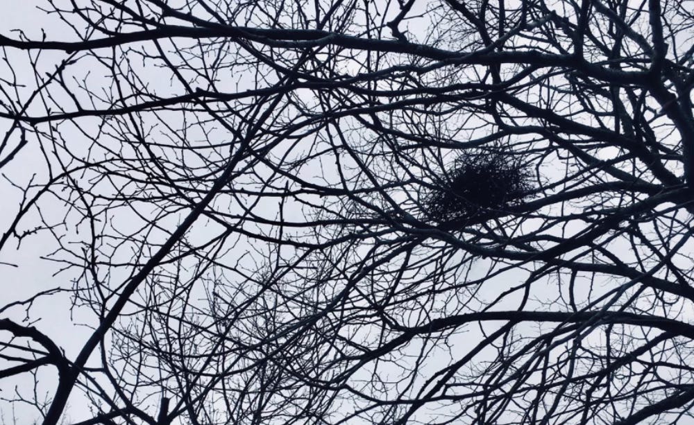 Black branches silhouetted against white sky with a bird's nest centre right