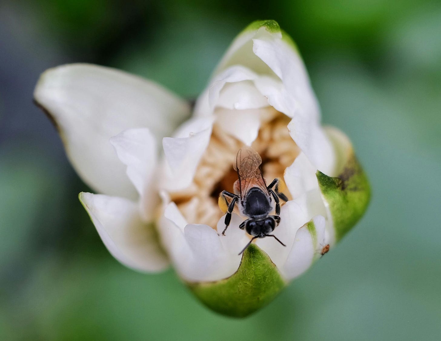 a bee on a white magnolia blossom