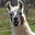 The Jolly Llama's avatar