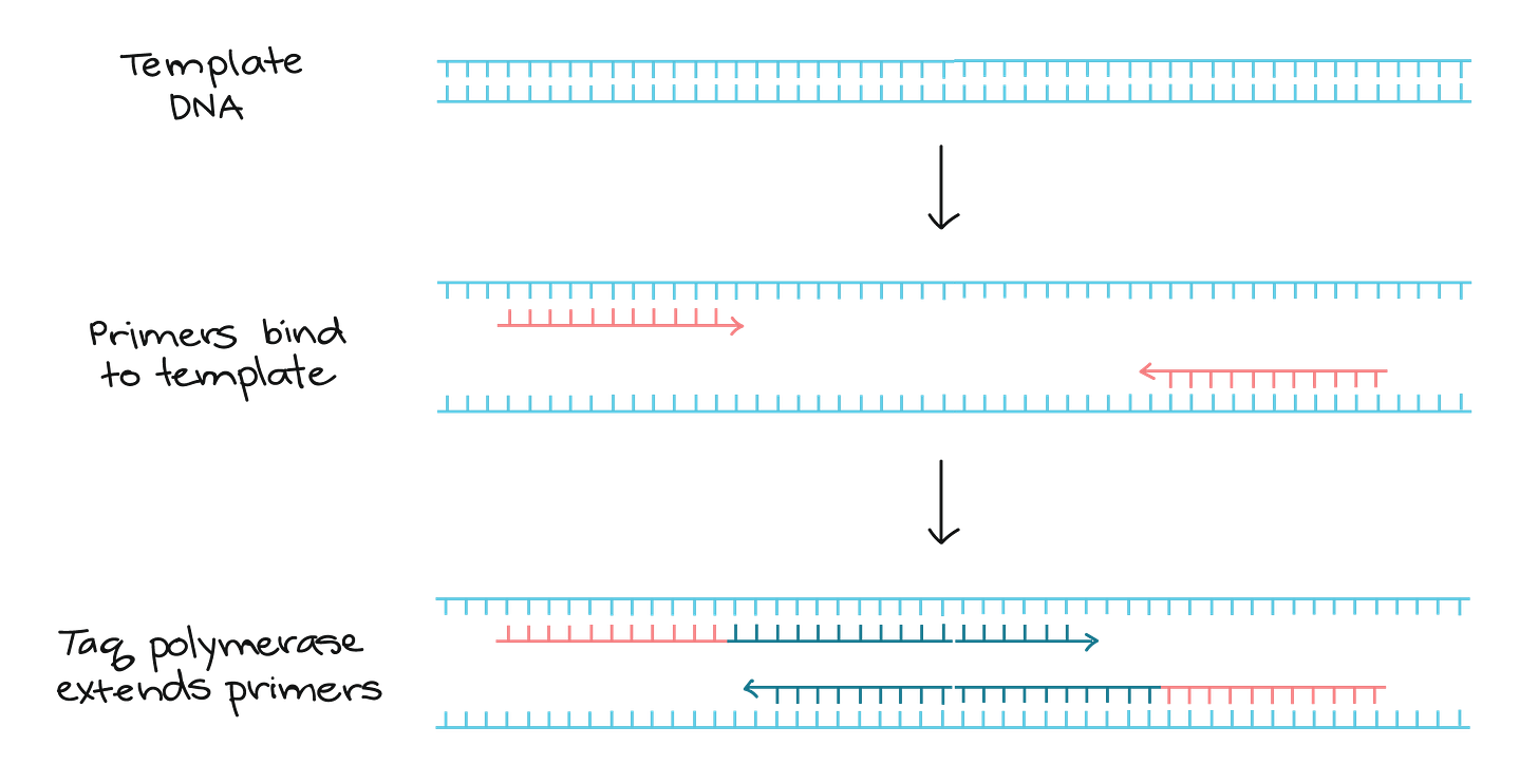 Polymerase chain reaction (PCR) (article) | Khan Academy