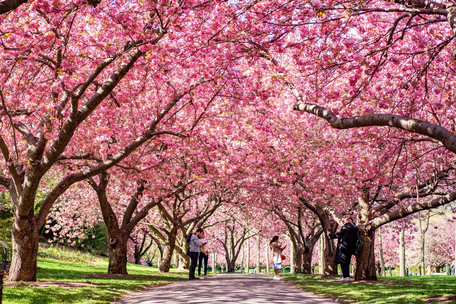 Spring in New York City: 8 Stunning Cherry Blossom Locations You