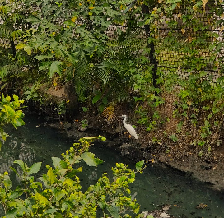 Nature - A Hibiscus and a Crane