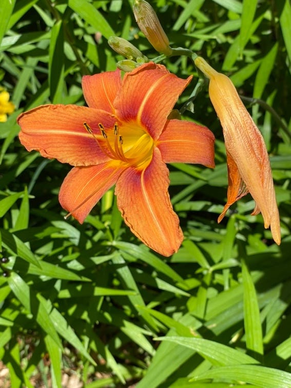 A close up of a flower

Description automatically generated