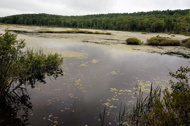 lily pads and swamp grasses in pond lily pads and swamp grasses in pond
