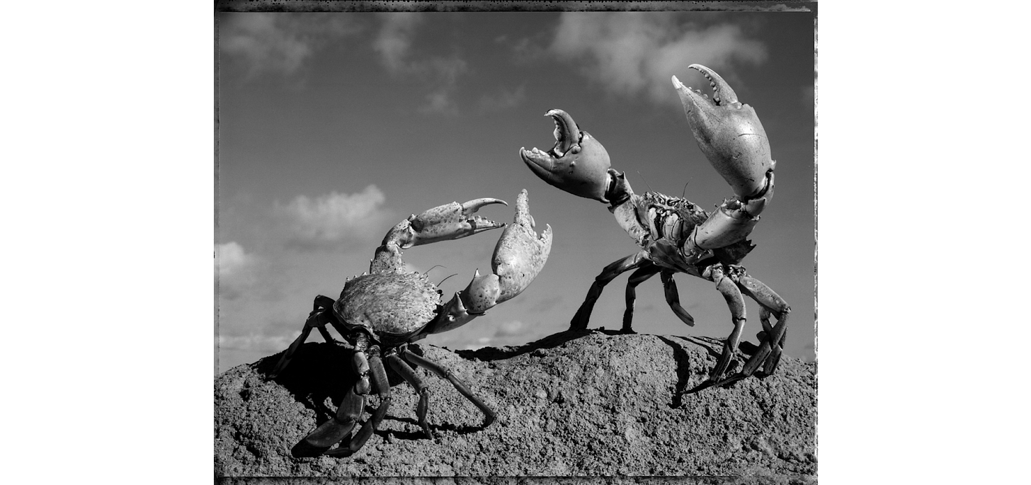 na fotografia em preto e branco, dois caranguejos gesticulam como se estivessem brigando em cima de uma pedra, com nuvens passando no céu ao fundo.