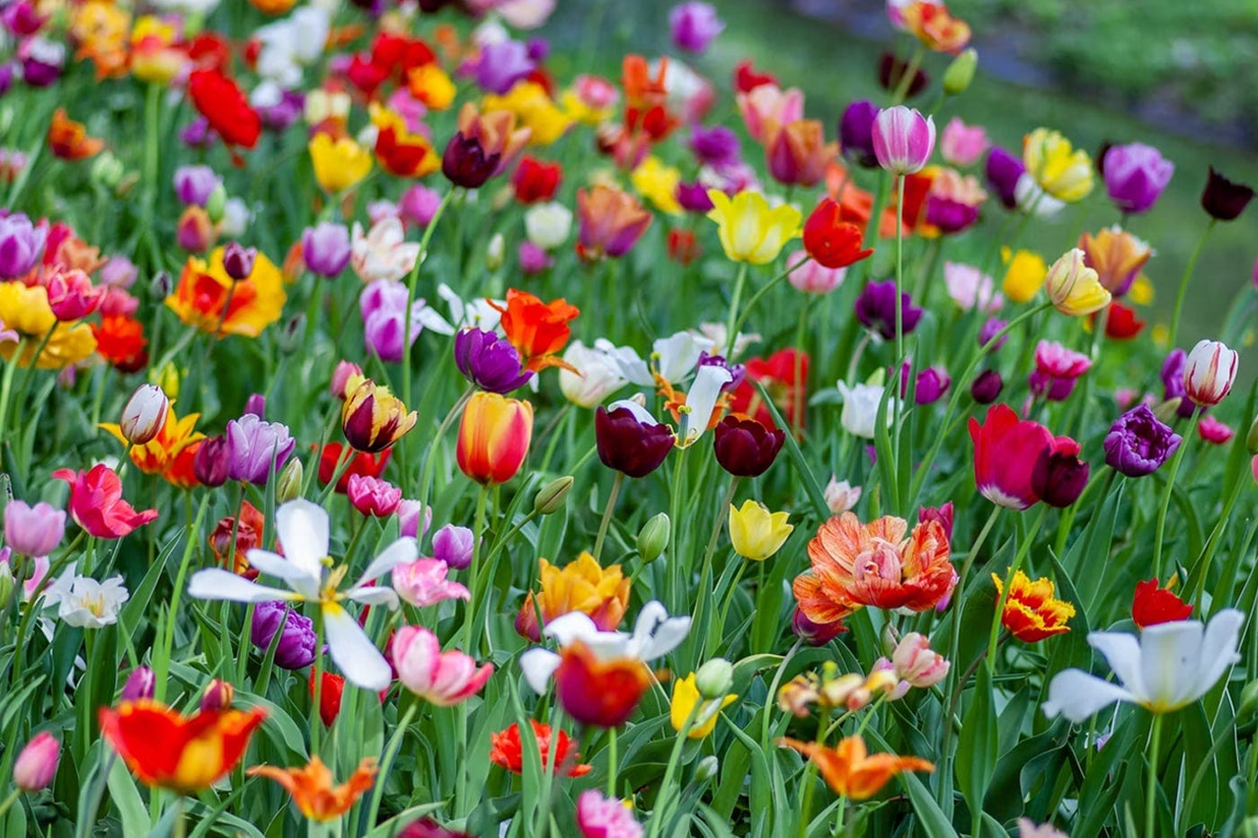 Best Spring Flowers For Your Garden – ECOgardener
