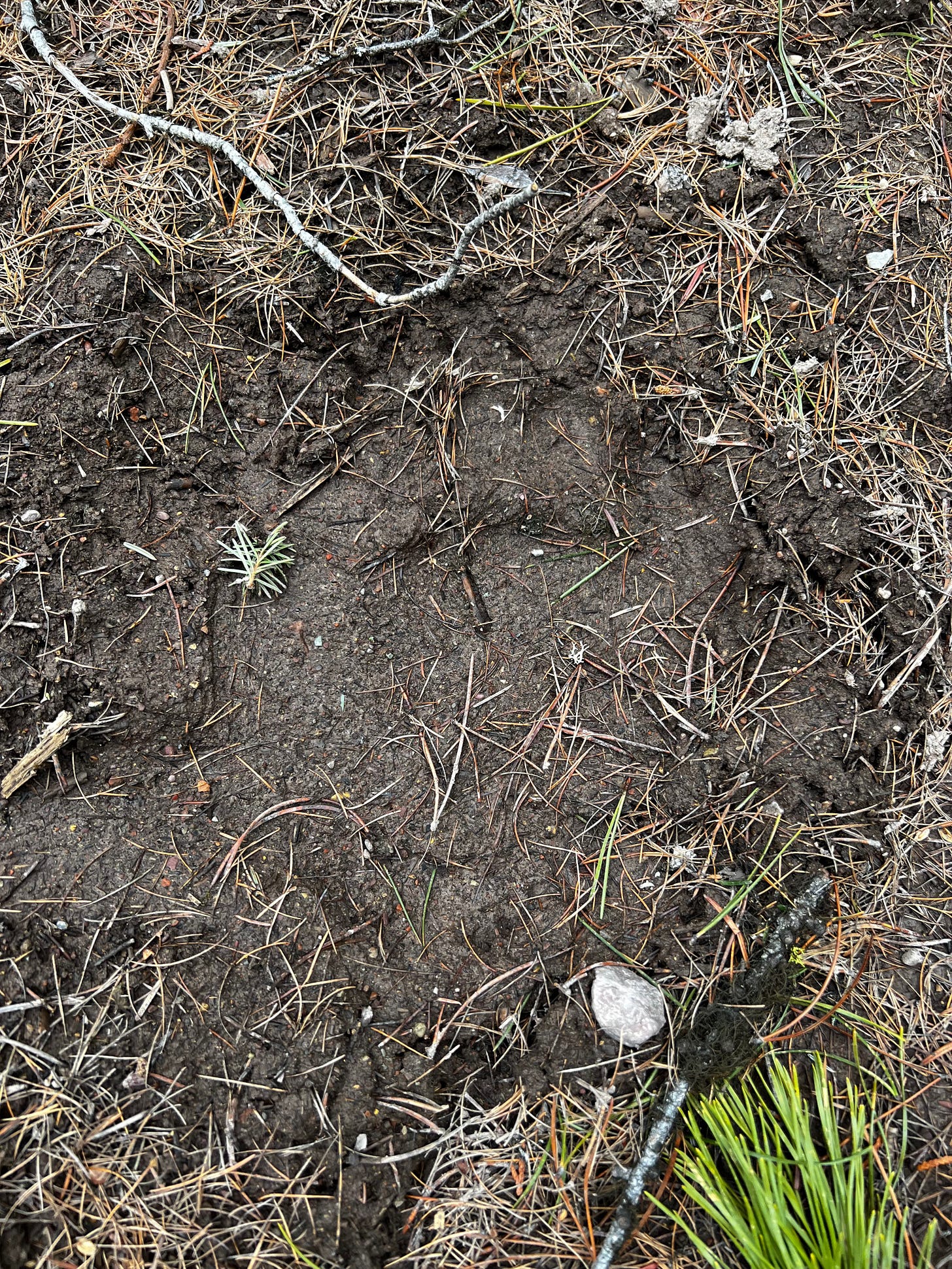 Bear paw print pressed into wet soil, surrounded by dried pine needles.