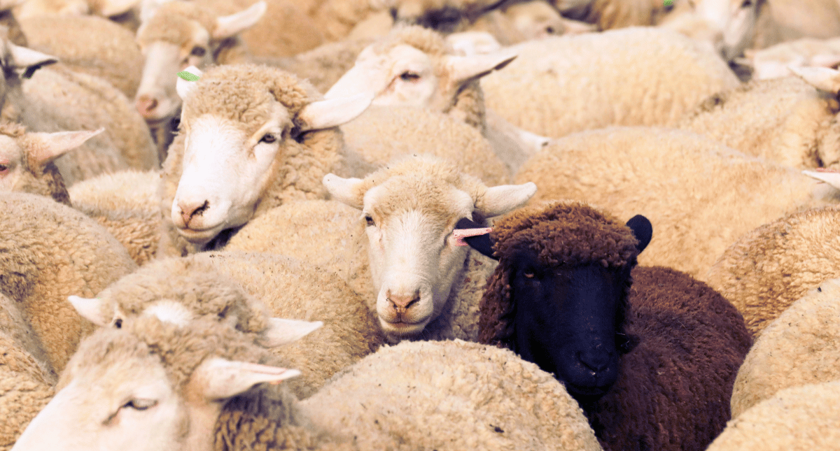 A herd of white sheep, one darker sheep among them A herd of white sheep, one darker sheep among them