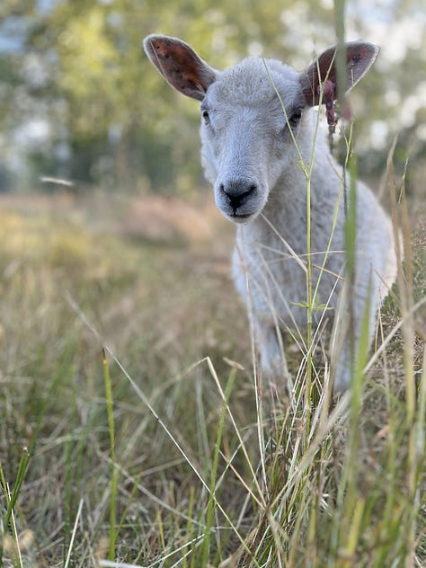 a grid of farms from across the US