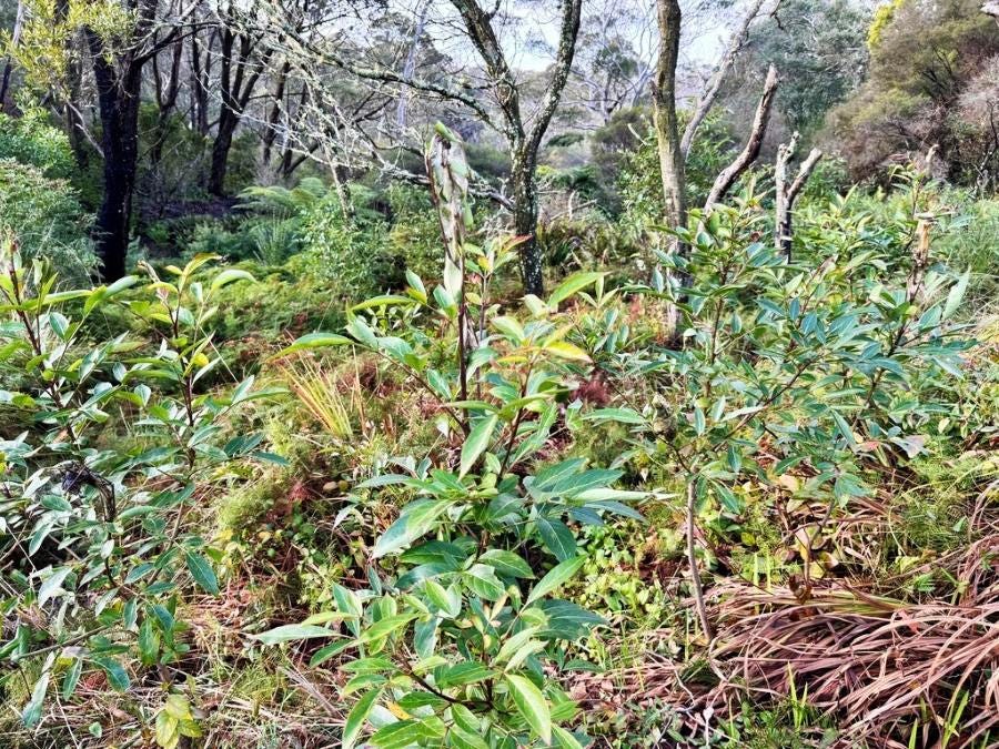 Removing weed to allow the Elderberry Panax to thrive at the Planetary Health Centre