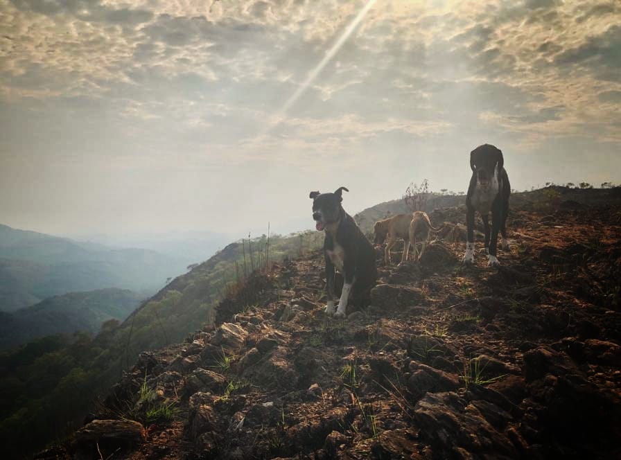 Three dogs on a rocky mountain top