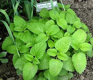 Lemon Balm (25+ Seed Pack) - COOL BEANS N SPROUTS Brand - Non-GMO - Home Gardening