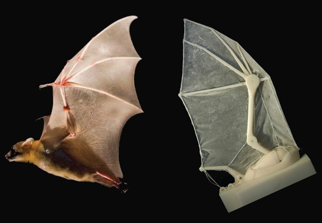 Flapping Robotic Wing Helps Biologists Uncover Secrets Of Bat Flight
