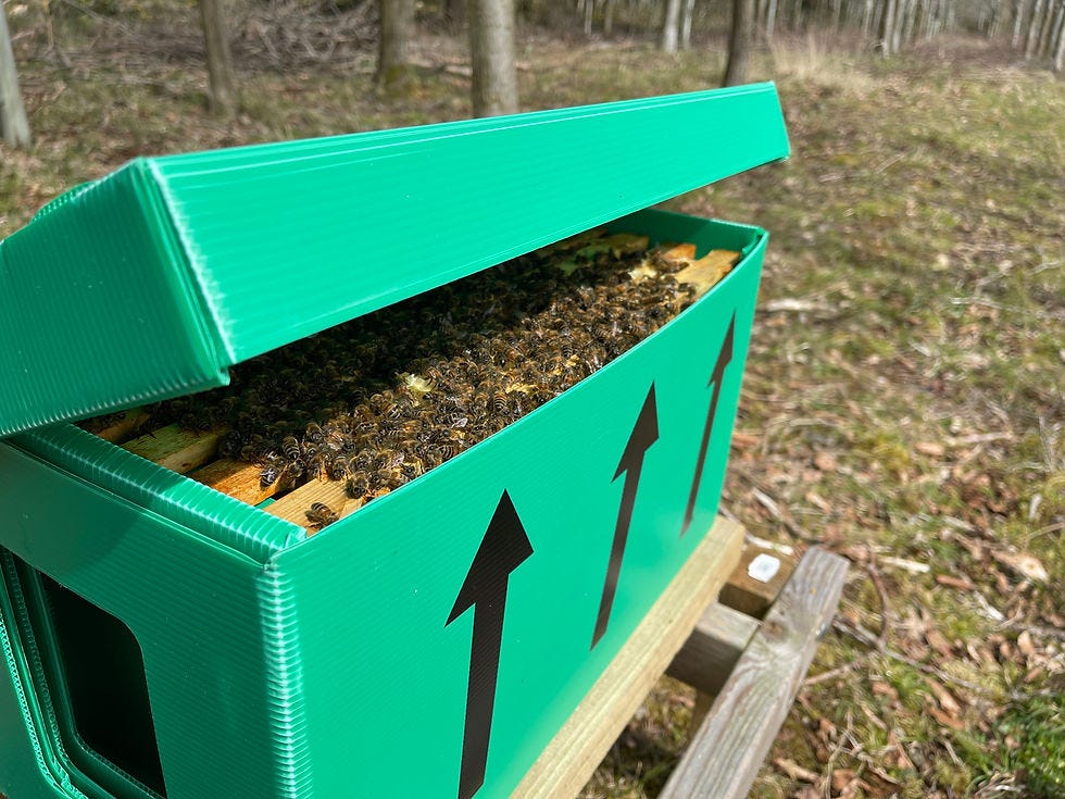 What is a nuc of bees?