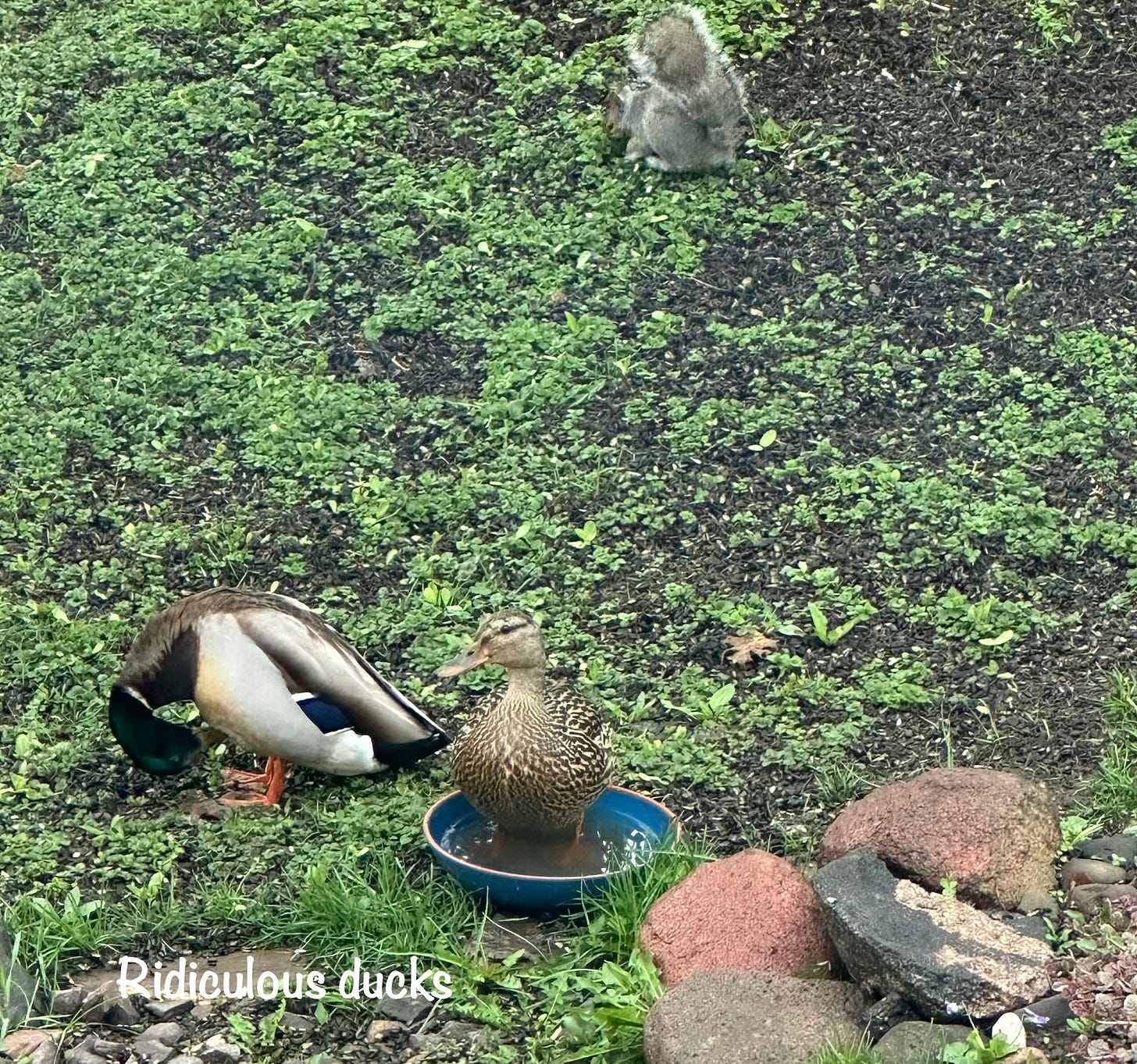 Mallard hen stands in small water bowl while drake Mallard grooms himself. A grey squirrel behind is focused on the seeds.