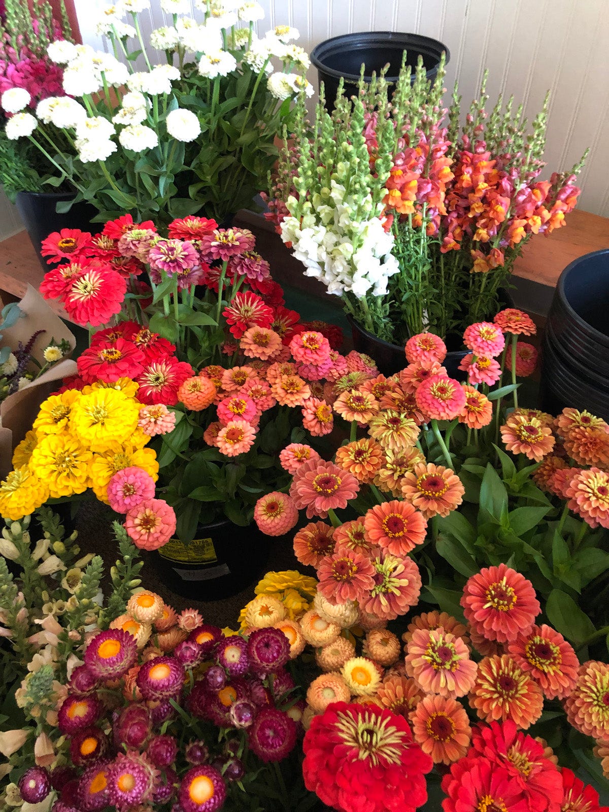 bins of farm stand flowers, zinnias and snapdragons