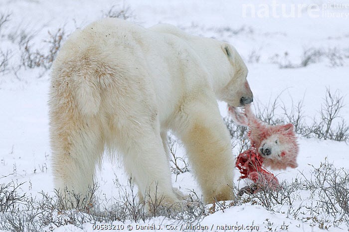 Polar Bear (Ursus maritimus) male feeding on cub he caught and killed from cub's mother, Manitoba, Canada , Adult, Baby, Blood, Cannibalism, Canada, Color Image, Cub, Day, Dead, Feeding, Full Length, Head, Horizontal, Infanticide, Male, Manitoba, Nobody, One Animal, Outdoors, Photography, Polar Bear, Predator, Prey, Rear View, Snow, Threatened Species, Ursus maritimus, Vulnerable Species, Wildlife, Winter,Polar Bear,Canada , Daniel J. Cox Polar Bear (Ursus maritimus) male feeding on cub he caught and killed from cub's mother, Manitoba, Canada , Adult, Baby, Blood, Cannibalism, Canada, Color Image, Cub, Day, Dead, Feeding, Full Length, Head, Horizontal, Infanticide, Male, Manitoba, Nobody, One Animal, Outdoors, Photography, Polar Bear, Predator, Prey, Rear View, Snow, Threatened Species, Ursus maritimus, Vulnerable Species, Wildlife, Winter,Polar Bear,Canada , Daniel J. Cox