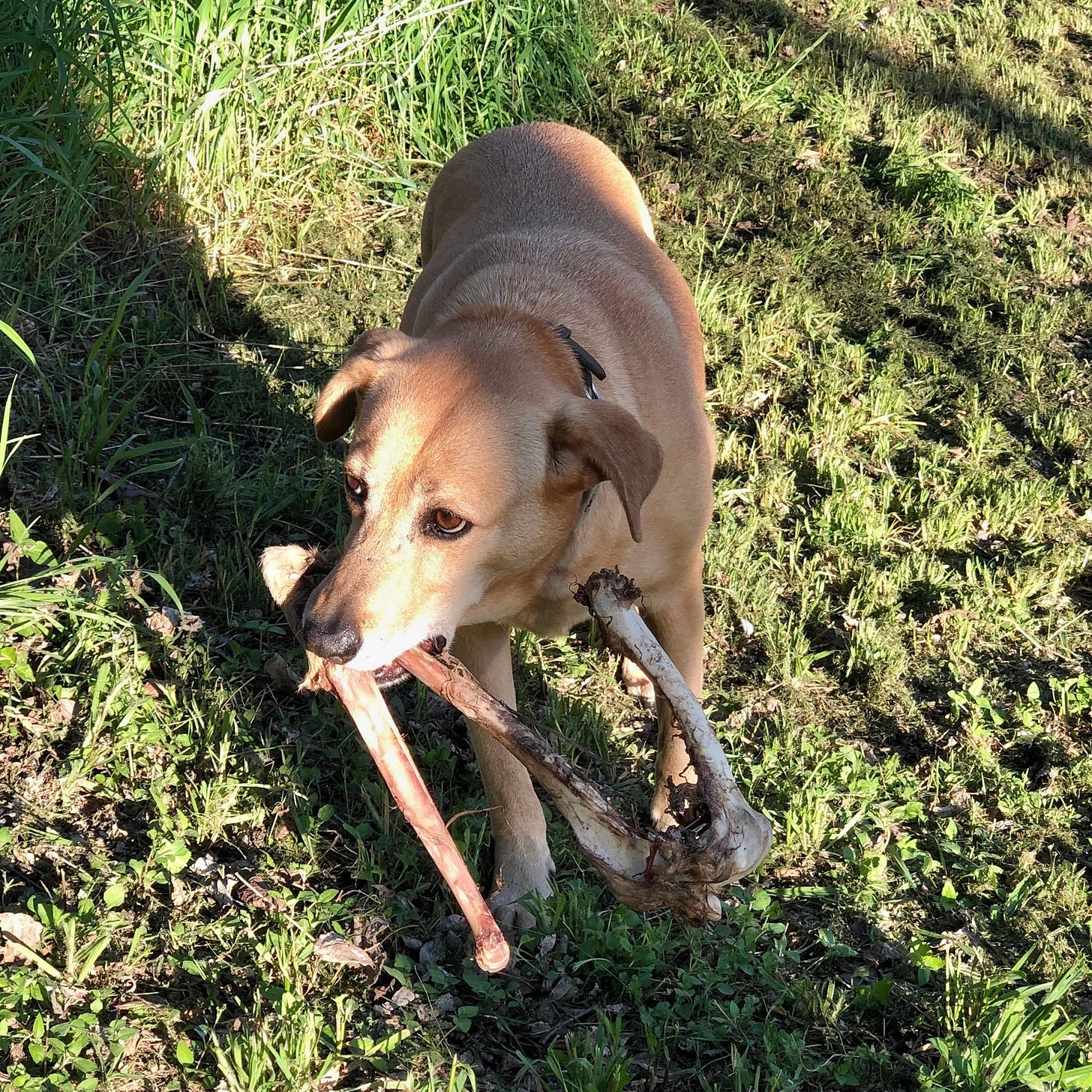 Yellow dog with deer bones in her mouth