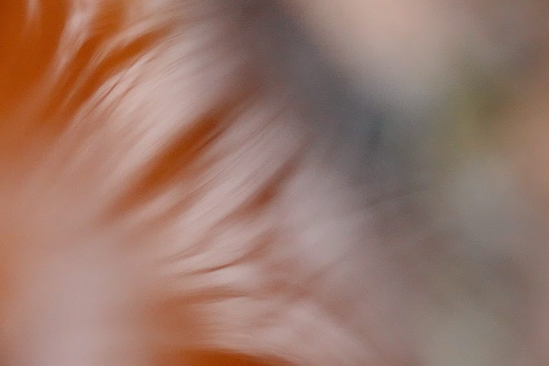 An intimate view of autumn leaves in water, seen in extreme close up with softening focus