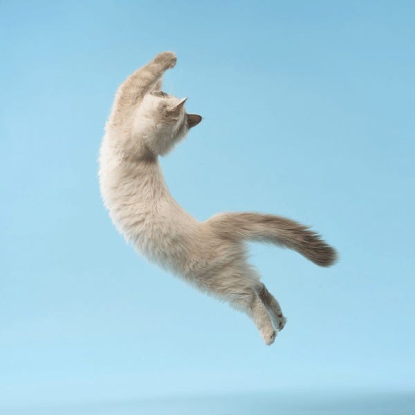 1,219 Cat Jumping High Royalty-Free Images, Stock Photos & Pictures | Shutterstock 1,219 Cat Jumping High Royalty-Free Images, Stock Photos & Pictures | Shutterstock