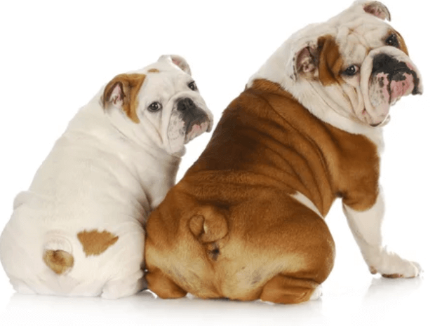 Dog Coins are all the rave in crypto