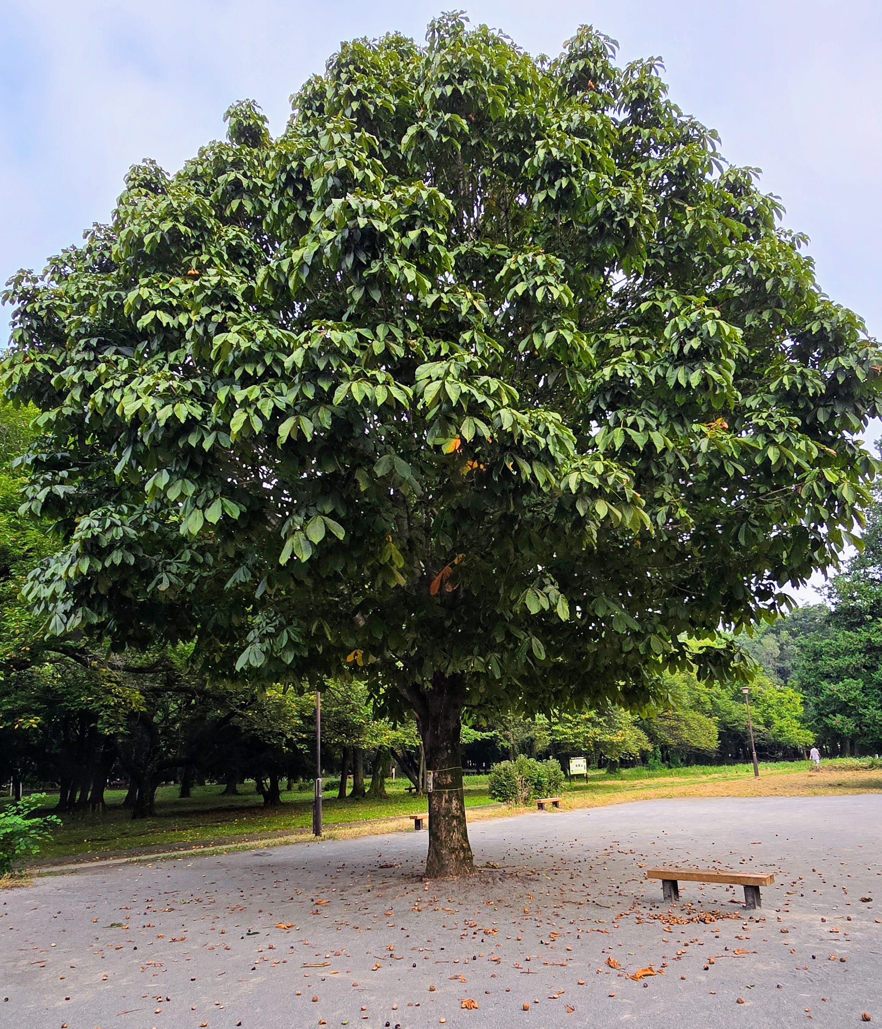 The conker tree - by Jeffrey Streeter