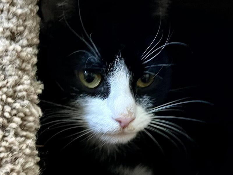 Adoptable Cat of the Week: Allie