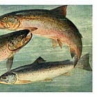 Salmon farming: a story of rent and capital