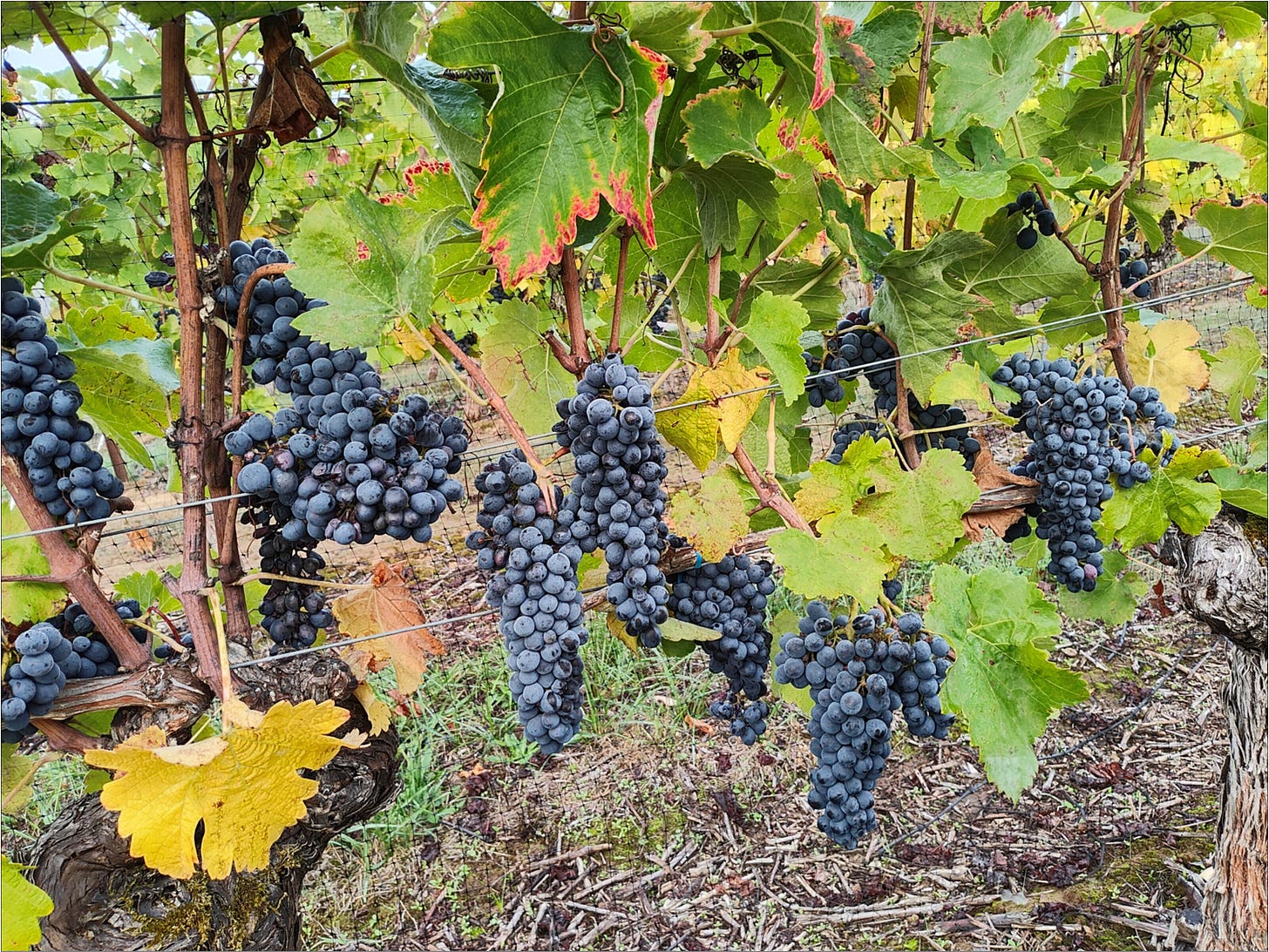 Amalie Robert Estate Syrah.